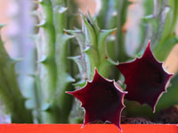 Huernia keniensis